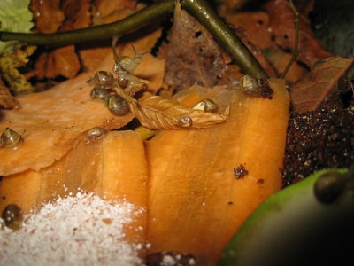 grunzschnecken 007.jpg