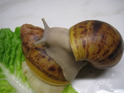 suturalis sil 028.jpg