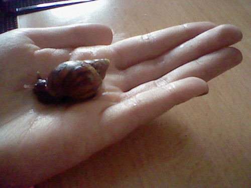 HNI_0009.JPG