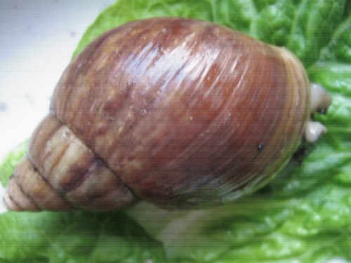 Achatina spec.jpg