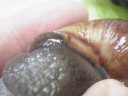 Achatina spec1.jpg