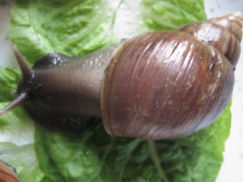 Achatina spec3.jpg
