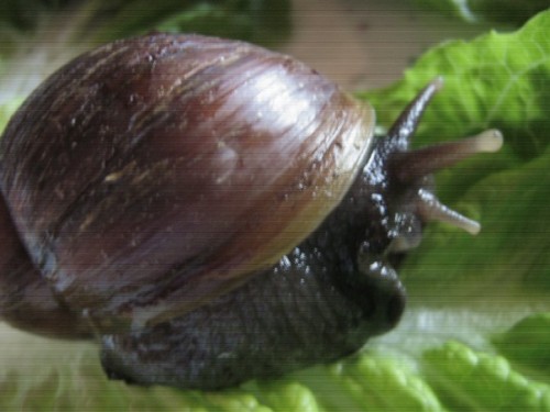 Achatina spec4.jpg