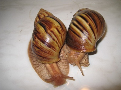 pantherapaar 018.jpg