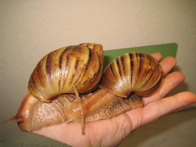 pantherapaar 036.jpg