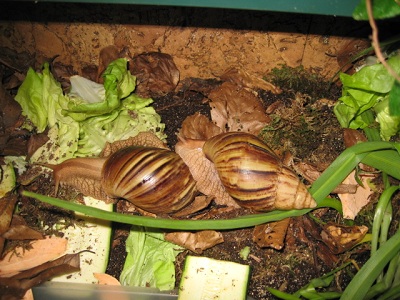 pantherapaar 039.jpg