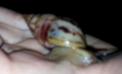 20120121_170046a.jpg