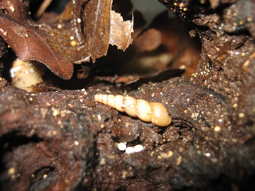 Eier von Subulina Octona.jpg