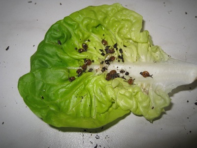 hemiplecta 001.jpg