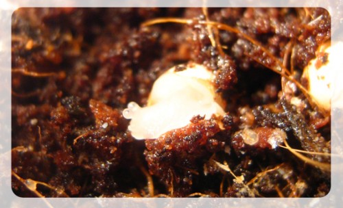 Erster Mini_klein.jpg