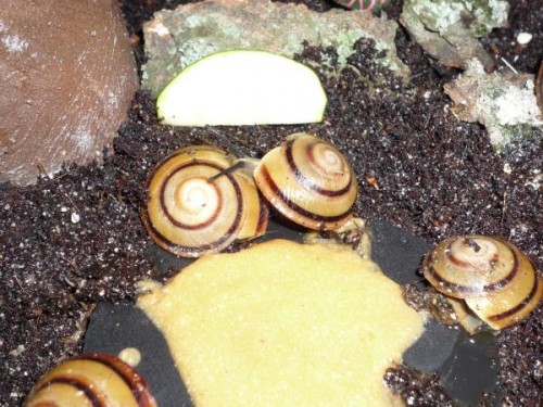 pleurodonte2.JPG