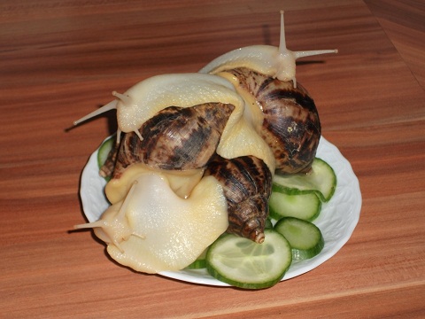 DSCF0546.JPG