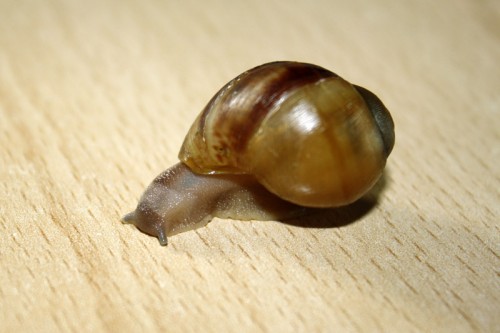 Armes Schneck.jpg