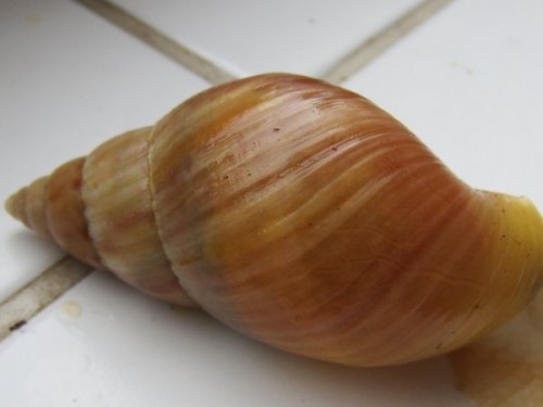 ende_februar_2012_054.jpg