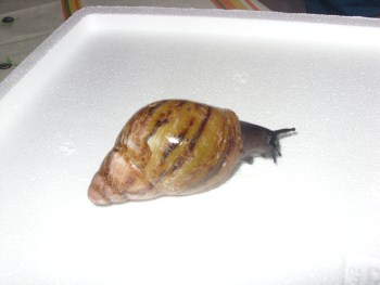 schneck.jpg