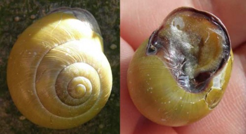 schnecke__15_zonser_grind_110802.jpg