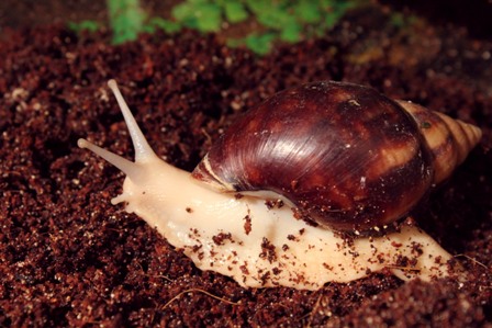 2012_03_06 Schneckis_4.jpg
