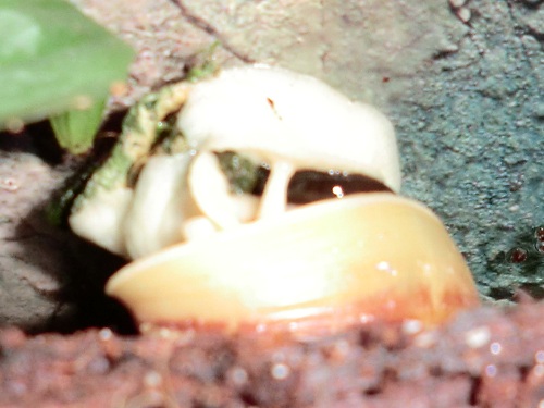 CIMG0678zoom.jpg