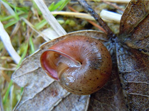 DSCN9590 Ausschnitt, Schärfe, klein.jpg