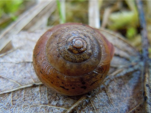 DSCN9587 Ausschnitt, Schärfe, klein.jpg