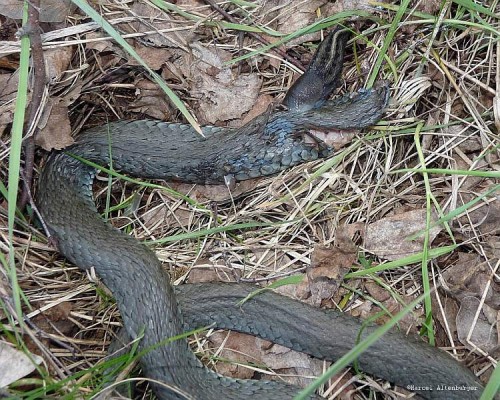 Limax cinereoniger1.jpg