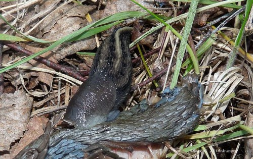 Limax cinereoniger2.jpg