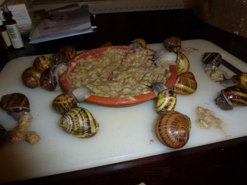 K800_schnecken die erste 013.JPG