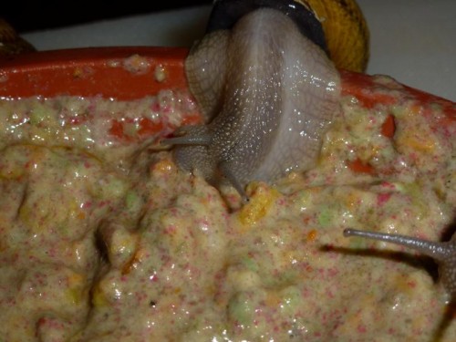 K800_schnecken die erste 027.JPG