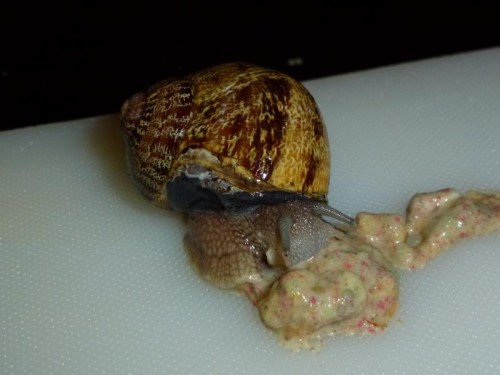 K800_schnecken die erste 017.JPG