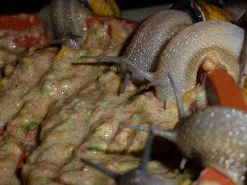K800_schnecken die erste 024.JPG