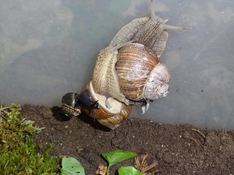 Bilder 2009 5131.jpg