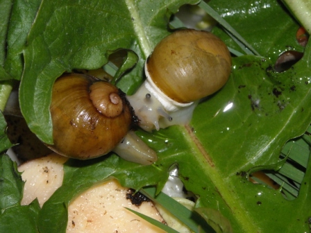 schneggi060512 005.jpg