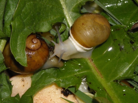 schneggi060512 006.jpg