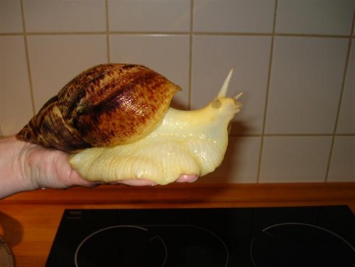 DSC06253 (Klein).JPG