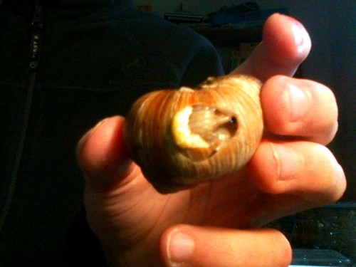 Snapshot_20120515_5.JPG