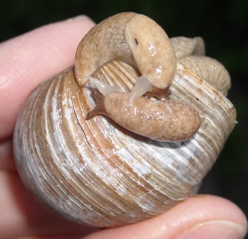 nacktschneckenpaarung 003.jpg