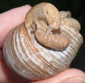 nacktschneckenpaarung 004.jpg