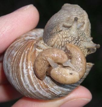 nacktschneckenpaarung 005.jpg