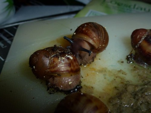 K800_ordner12 015.JPG