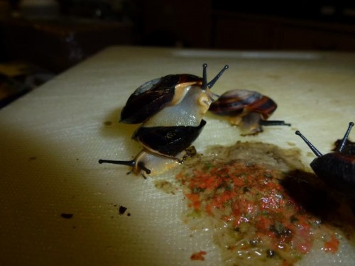 K800_ordner12 019.JPG