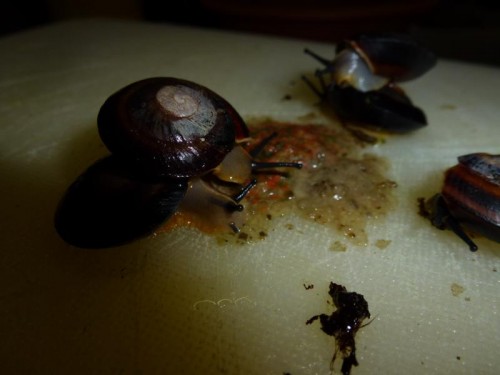 K800_ordner12 021.JPG