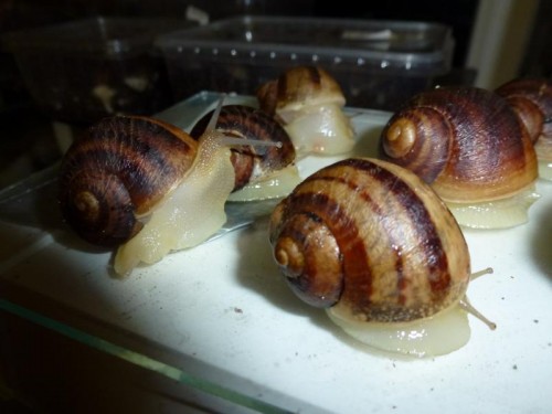 K800_ordner12 081.JPG