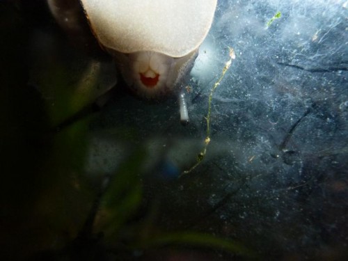 K800_ordner12 106.JPG