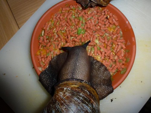 K800_ordner12 126.JPG