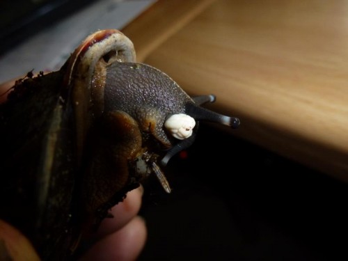 K800_ordner 13 005.JPG