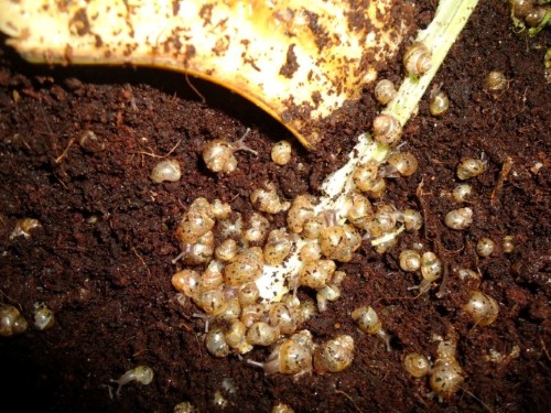 DSC02860 (Custom) (Custom) (Custom).JPG