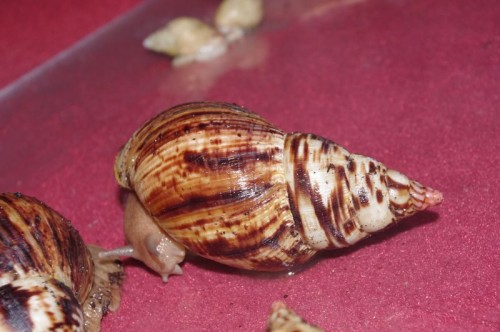 A.albopicta1.jpg