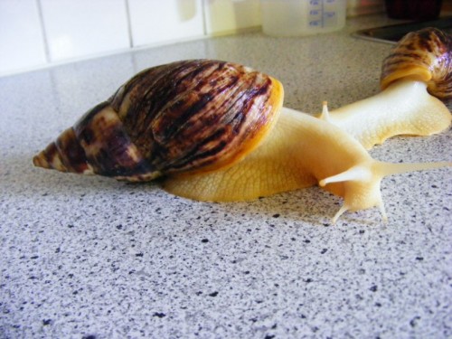 DSCF4678 [800x600].jpg