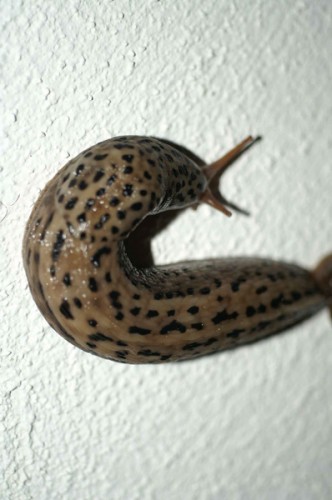 PICT0073 Tigerschnecke_forum.jpg