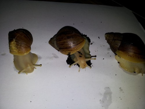 20120705_194706klein.jpg